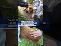 Agentes resgatam cachorra presa em lago.📲 #RecordNews #Shorts