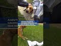 Agentes resgatam cachorra presa em lago.📲 #RecordNews #Shorts