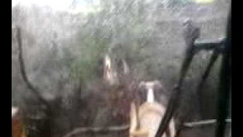 Knocking down trees with a loader