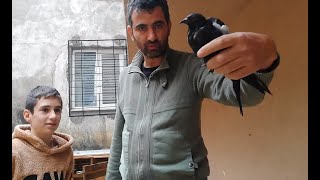 Kerem Canın Kümesinde Yabani Yakaladım. Güvercin Yakalama Performans. Elle Güvercin Yakalama.