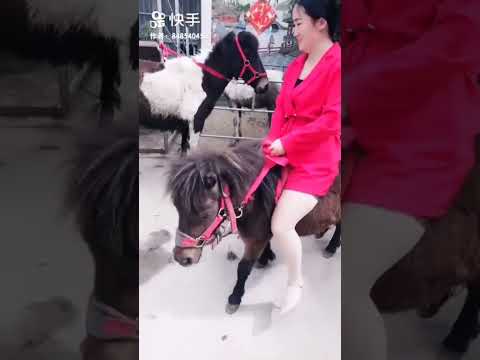 Visit a pony shelter for a ride