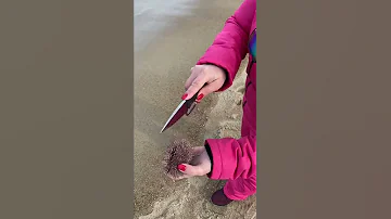 🔪 Как чистить морского ежа 🦔