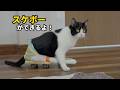 【DIY】後ろ足が不自由な猫にスケボーを作ってあげたら、こうなりました！🐱🛹