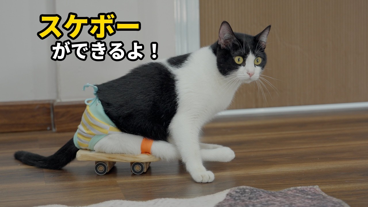 DIY】後ろ足が不自由な猫にスケボーを作ってあげたら、こうなりました