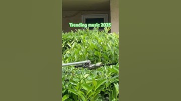 Trending muziek 2025 #tremminghedges
