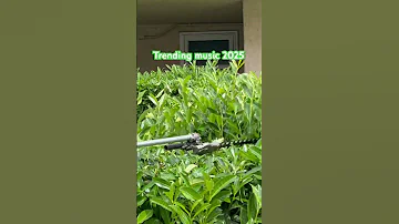 Trending Music 2025 Tremminghedges 