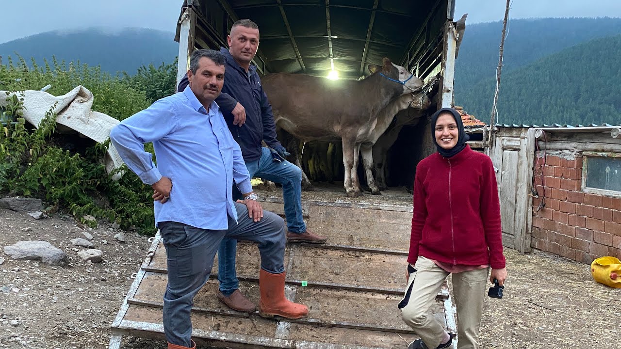 ORMANLARA GİZLİ KAMERA YERLEŞTİRDİK..📸BUZAĞILARI SATTIK