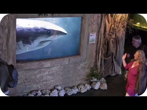 Video: In Den Vereinigten Staaten Wurde Ein Massiver Hai-Angriff Auf Menschen Registriert - Alternative Ansicht