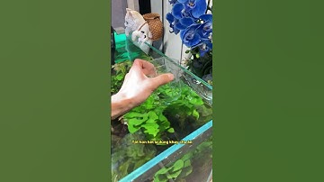 5 lý do bạn cần khay cho cá ăn ngay, Số 3 sẽ khiến bạn bất ngờ #notashopvn #aquarium #fish #thuysinh