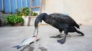 Cormorant's Reaction When Seeing Fish