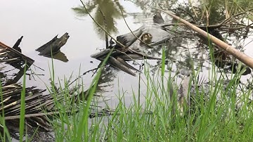 Nhấp Cá Lóc Bằng Vịt Gặp Bầy Lòng Ròng Mắt Kiếng