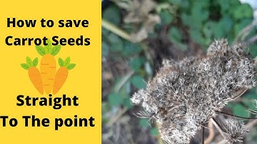 How to save Carrot seeds - Straight to the point