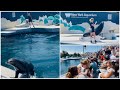Sea Lion Performance New York Cityрџ єрџ ё Sea Lion Performance New York Cityрџ єрџ ё