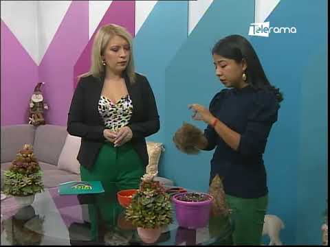 Hoy realizamos un árbol navideño con suculentas