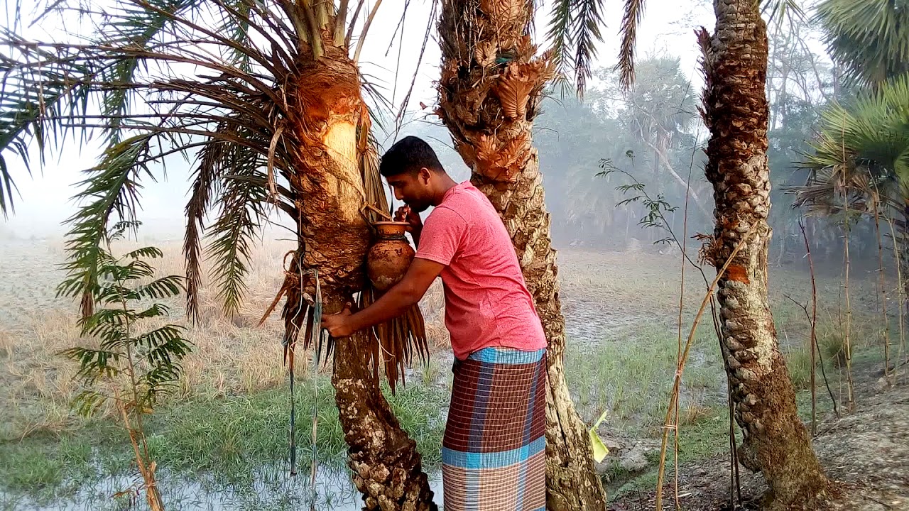খেজুর গাছের রস। khajur gash ar ros.চুরি করে খাওয়া। - YouTube