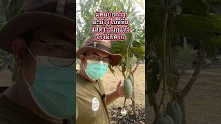 มีคนบอกว่ามะม่วงใบชี้ขึ้นแสดงว่าแก่แล้วจริงมั้ยครับ #เกษตรผสมผสาน #โคกหนองนา #มะม่วง