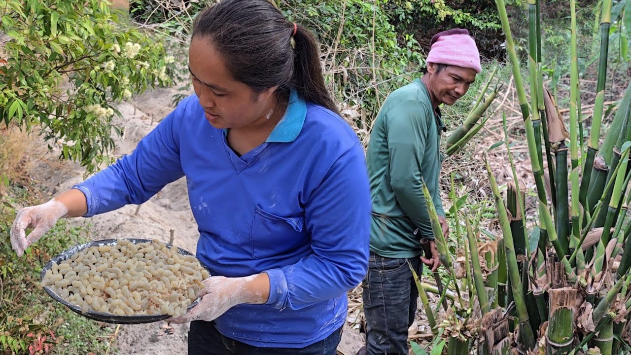 หาหน่อไม้แหย่ไข่มดแดง ตามทุ่งนาป่าเขาวันนี้!!07มี.ค2568 มดแดงไข่ใหญ่ๆ!! หน่อไม้งามๆ