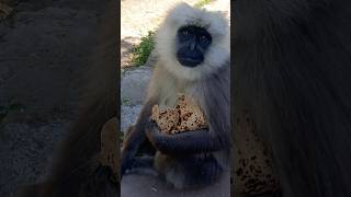 langur .gouli. longuur ki vairal 2 welding kese kare. animal kids video langur. #kidsmood #trending