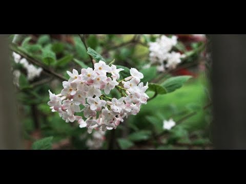 วีดีโอ: ข้อมูล Judd Viburnum: การปลูกไม้พุ่ม Judd Viburnum