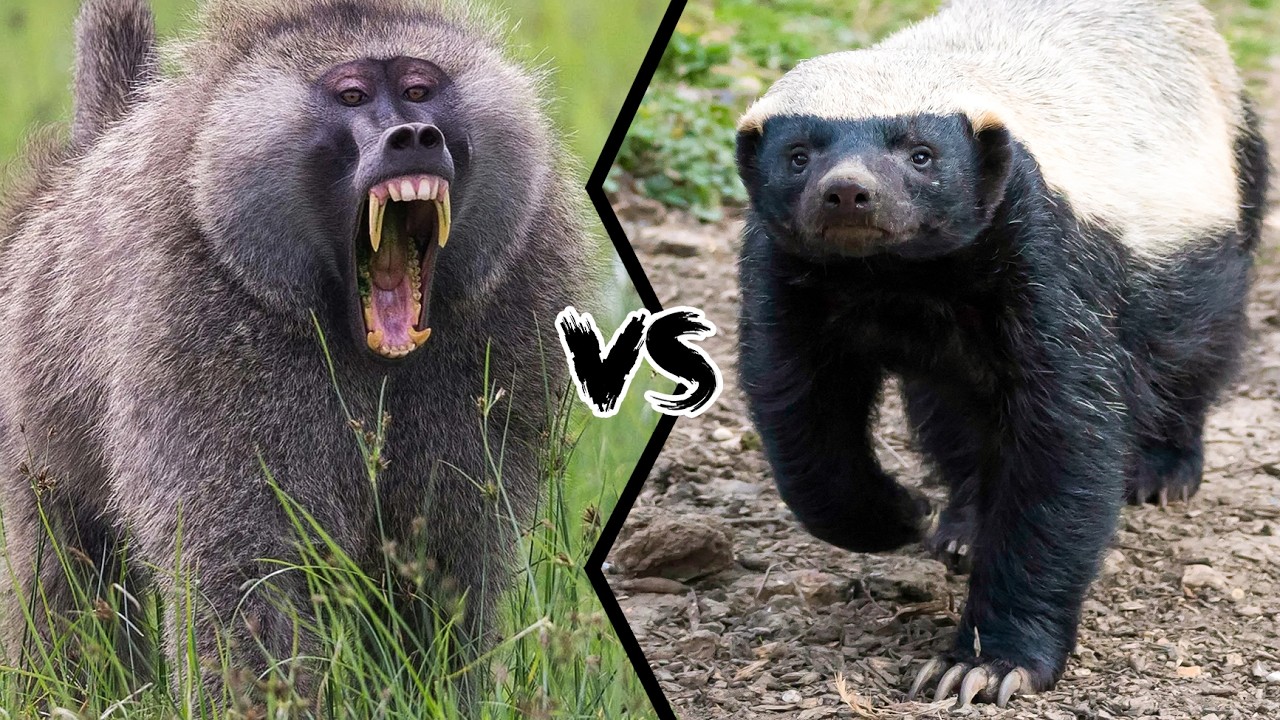 Baboon Win BABOON VS HONEY BADGER - Who Would Win A Fight? - YouTube