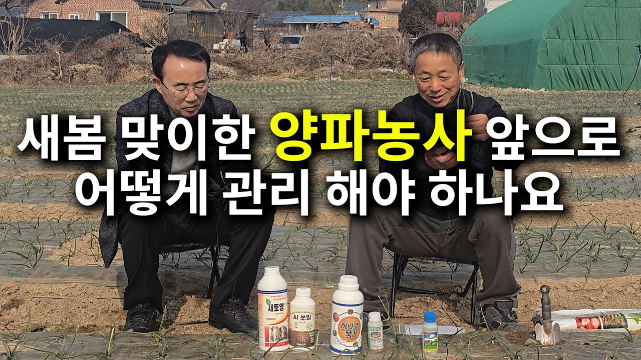 새봄 맞이한 양파농사 앞으로 어떻게 관리 해야 하나요