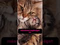 Ha egy macska eléd hordja a kiscicáit, ENNEK oka van #cat #pets