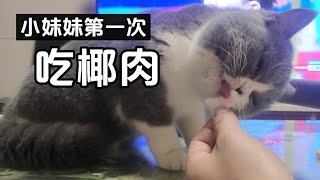 家里最好吃的小猫又发现新美食，一次就上瘾 by 猫肥屋润 53 views 3 years ago 2 minutes, 42 seconds