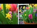 How to Layer Spring Flowering Bulbs (Lasagna Planting): Spring Garden Guide