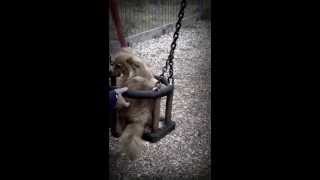 Dog Falling Off Swing