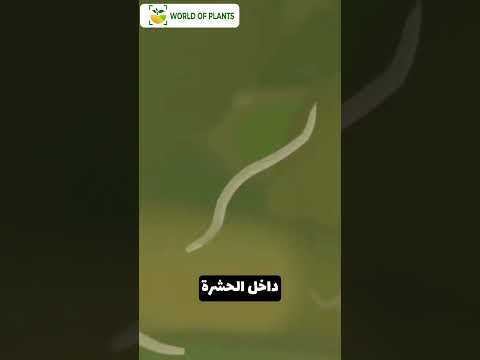 الديدان الخيطية النافعة الحل الطبيعي لمكافحة الآفات