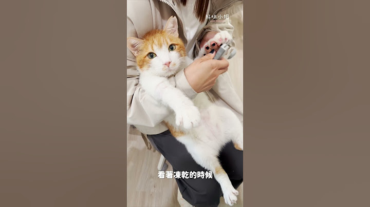 迷你貓日常EP26