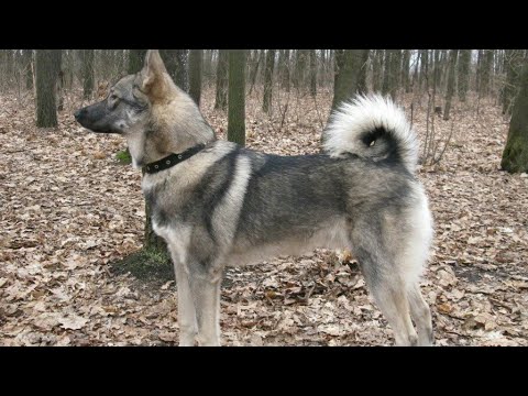 ЗАПАДНО-СИБИРСКАЯ ЛАЙКА— ВСЕ О ПОРОДЕ!!!