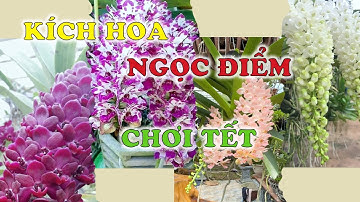 Cách Kích Lan Ngọc Điểm Ra Hoa #melantv