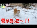 あきらめてたのに…ごん・みく歓喜♡ 「雪があった～！！」　ごん・みくファミリー里帰り♡　秋田犬【ごん・みく チャンネル】