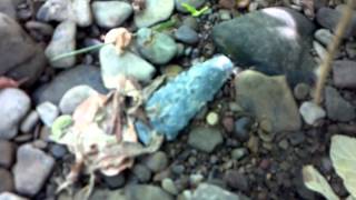 MEMORIAL WEEKEND AT BEECH FORK