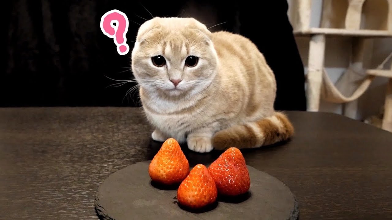 初めてイチゴを食べた猫がこちらです - YouTube 初めてイチゴを食べた猫がこちらです - YouTube