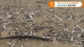 １キロ以上に渡って漂着　海水浴場に打ち上げられた大量の魚が見つかる　住民からは驚きの声 (21/09/13 19:46)