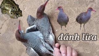 Tiếng Chằng Nghịch , Quốc Hoa , Gà Nước Vằn Gọi Bầy Bẩy Lưới Đêm Kèm Nhái É Bẩy Vụ Tháng 3 /  2025