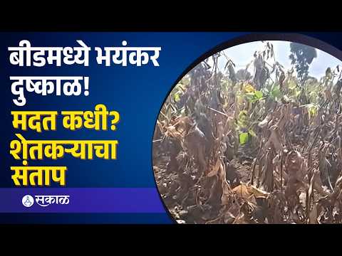 Beed Drought: बीडमध्ये भयंकर दुष्काळ! पिकांची राखरांगोळी, शेतकऱ्यांच्या पदरी निराशा | Sakal Media |