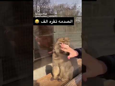 صدمه🤣🤣🤣@