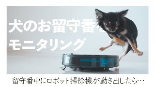 留守番中のチワワとロボット掃除機をモニタリングしてみたら…【ドッキリ】