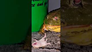 The Hamsters Acting Skills