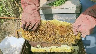 انتاج العسل البري في الخلايا الخشبية