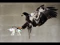 Bird vs Drone. DJI Phantom VS Eagles. Compilation!