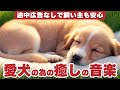 🐾途中広告なし🐾犬が落ち着く音楽🎶