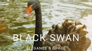 The Beauty of Black Swans | Fascinating Facts, Elegant Avian Species