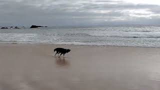 Milli The Border Collie Barking at the Waves