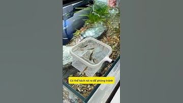 Cái vợt 3D này quả thật rất tiện lợi khi dùng cho bể cá trong nhà #aquarium #tuanaquarium #fish