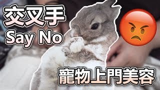 我不要!!快放我走!! 哈比第一次被美容!!【哈比樂園】(荷蘭侏儒兔)