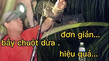 Bẫy chuột dừa độc lạ.dín toàn chuột khủng.Unique coconut mouse trap.din is full of terrible mice